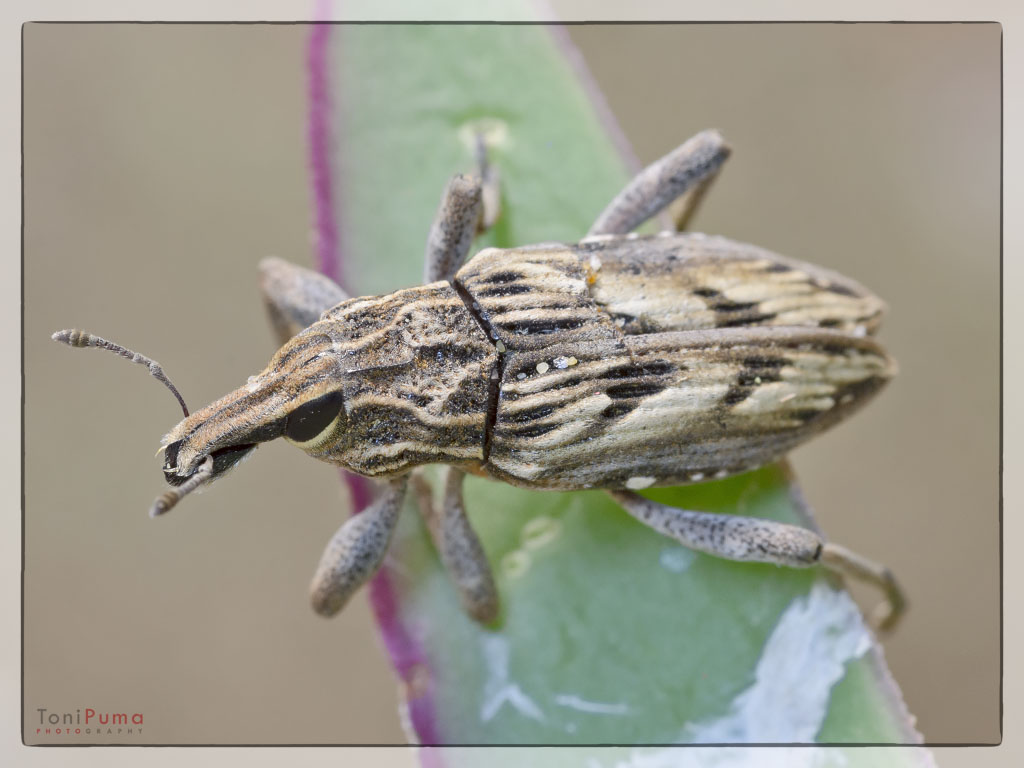 Curculionidae: Coniocleonus excoriatus